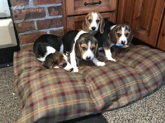 PoulaTo: Πανέμορφα κουτάβια Beagle.